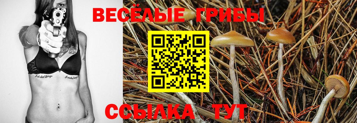 где можно купить   Галлюциногенные грибы Psilocybe  Вход с VPN  Десногорск 